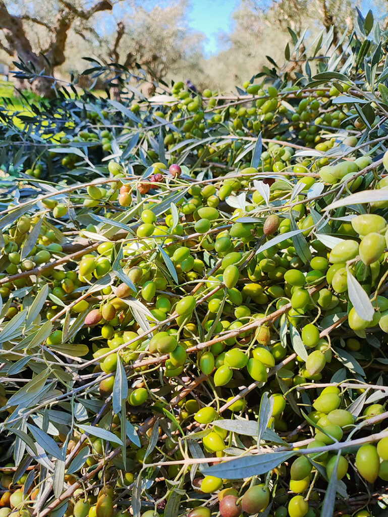Green Koroneiki olives for early harvest olive oil