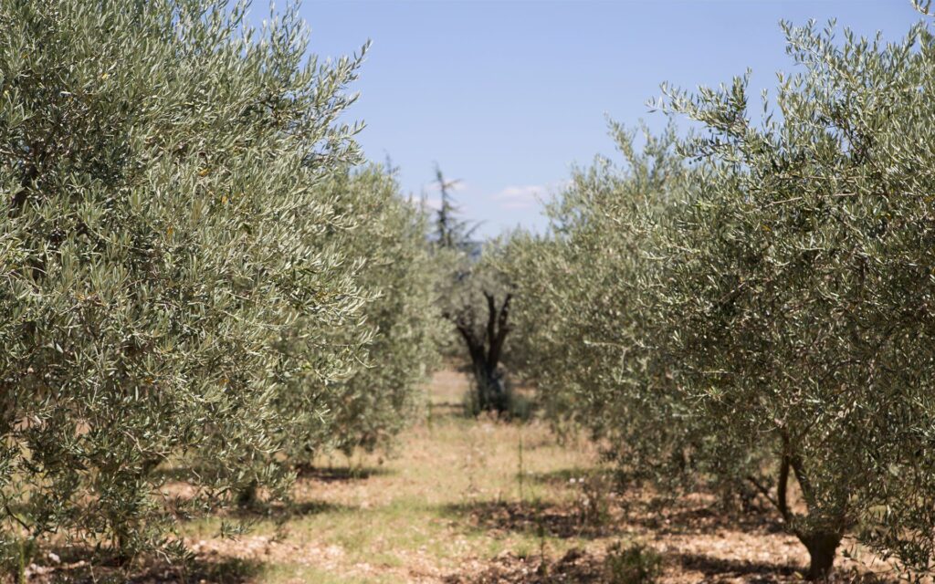Koroneiki olives on the tree in a Messinia olive grove